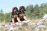 BERGER ALLEMAND 113